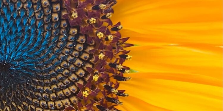 yellow sunflower in close up photography