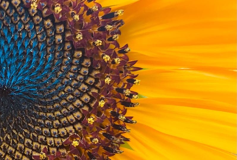 yellow sunflower in close up photography