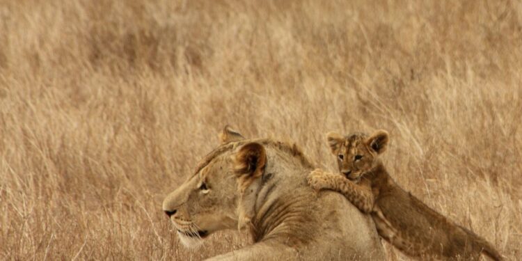 Free mother and baby lion