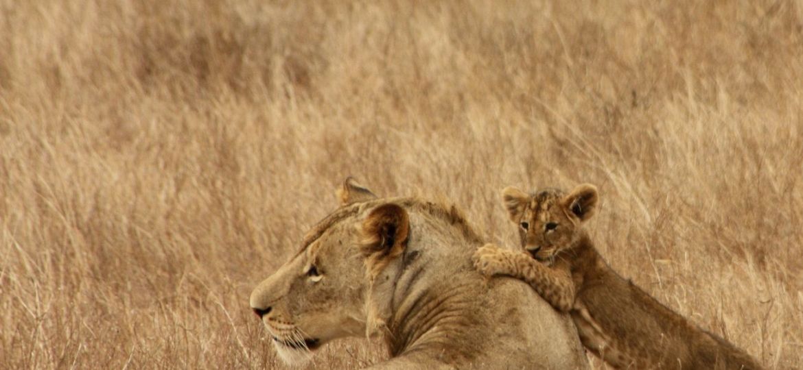 Free mother and baby lion