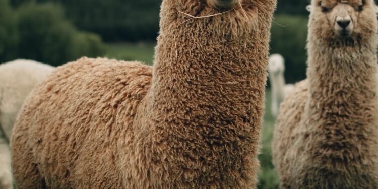 two brown lama