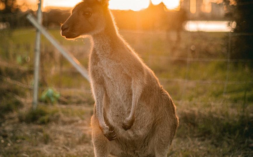 brown kangaroo standing on grass during sunset