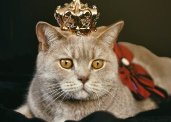 beige cat with gold colored crown