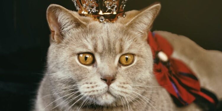 beige cat with gold colored crown