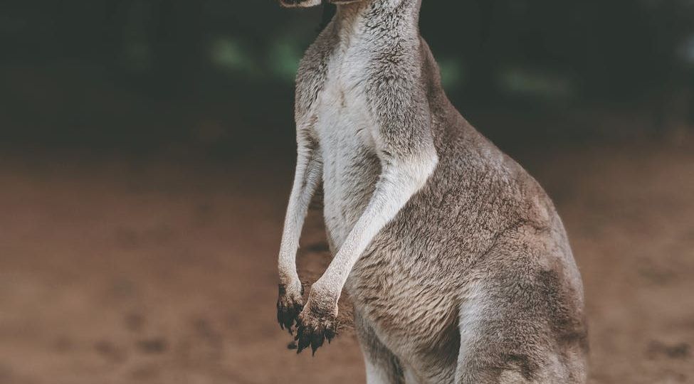 gray kangaroo