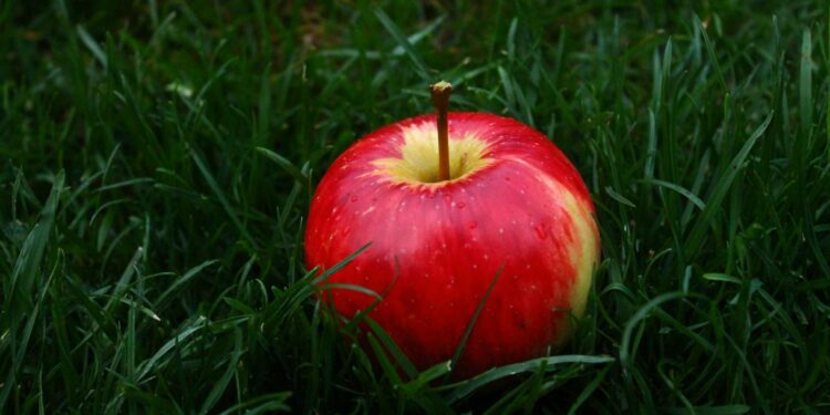 red apple fruit on grass