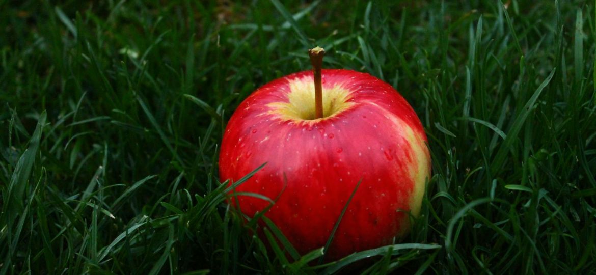 red apple fruit on grass