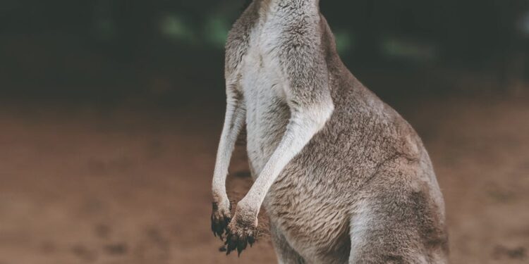 gray kangaroo